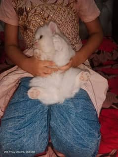 persian cats