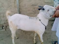 bari eid ki bari qurbani with white goats