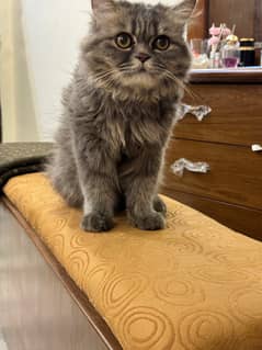 Persian cat