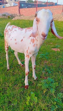Goats
