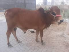 pakka