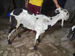 Goat