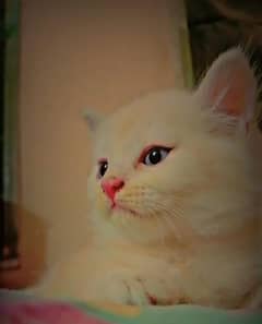 Persian Kittens Double coated