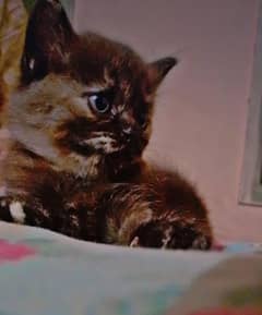 Persian Kittens Double coated