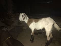 Goat for qurbani 2025