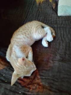 female kitten