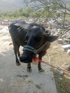 qurbani animal