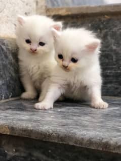 beautiful 3pal code Persian kittens healthy &playful pair 40days age