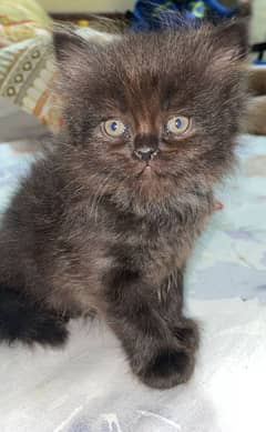 kittens for sale