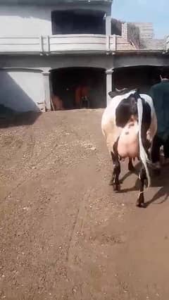 Pregnant Holstein Breed cow   For sale