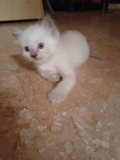 persian kitten