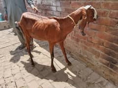 Goat For sale