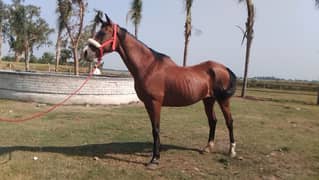 Anglo Arab Mare