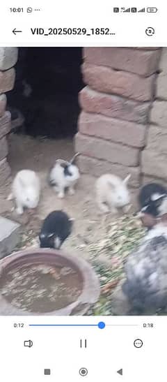 rabbit