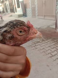 aseel murgi sindhi