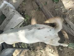 Bakra 2 dant han0305,,,71,,00,,44,,9
