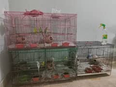 Australian parrots