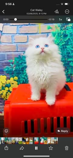 Persian kitten available male female and WhatsApp for more details