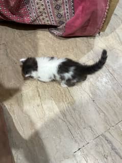 kitten