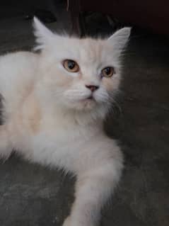 Cat for sale