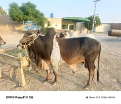 bull 4 daant for sale. 6 man meat