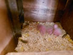 sun conoure chicks