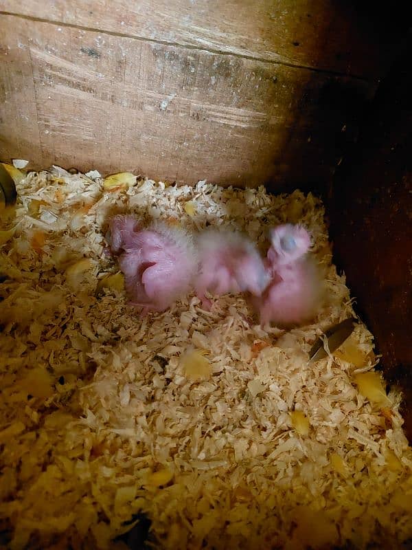 sun conoure chicks 1