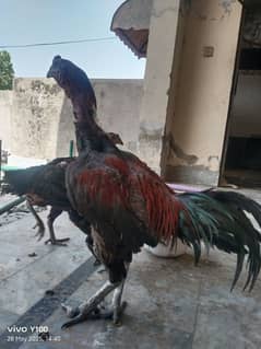 aseel
