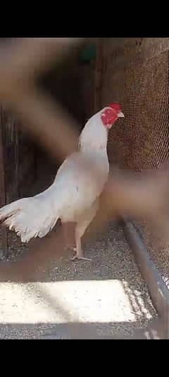 Mianwali / Aseel Heera / Paper White / One and half months chick