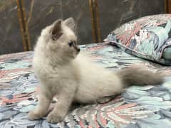 Persian kitten blue eyes