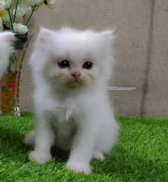 female persian cat