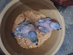 Bleu gold macaw African grey Available