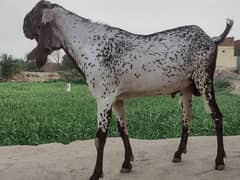 Maki chenni large Bakra