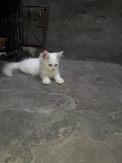 persian