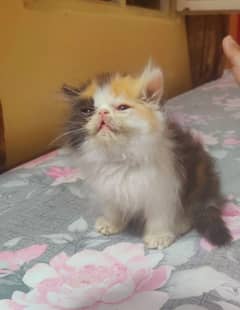 Persain kittens/ triple coated / fluffy / piki facepunch face kittens