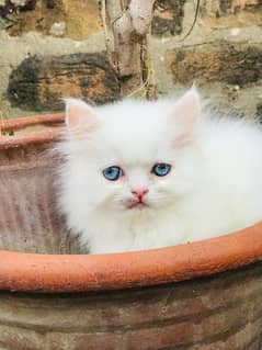 Persain kittens/ triple coated / fluffy / piki facepunch face kittens