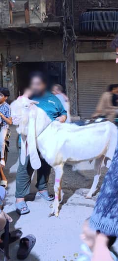 Bakra