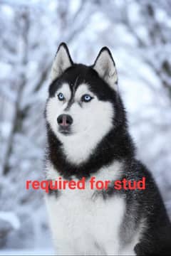 required husky male for stud