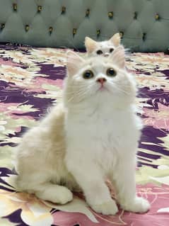 Persian kittens