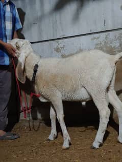 Gulabi Dumba |  Sheep |  Dumba | Jori