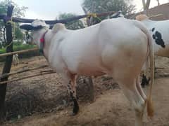 3 bulls For Qurbani 2025