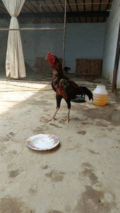 Aseel Bird