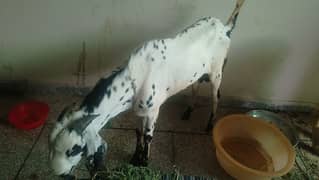 donda tall khasi bakra for sale lhr wapda town whatsapp me 03314253113