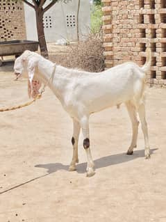Rajjan Puri bakra