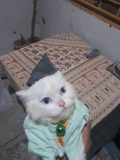 Purrfect Kittens Feline Friends The Cat's Meow Furry Friends and Paw