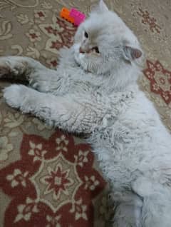 Persian Male Cat - Perfect Breeder