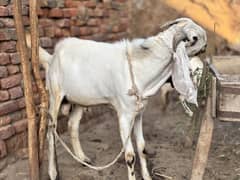 bakra for qurbani