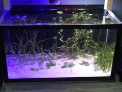Aquarium