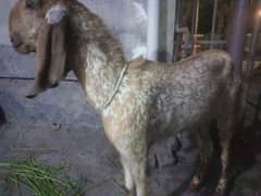 qurbani bakra for sale
