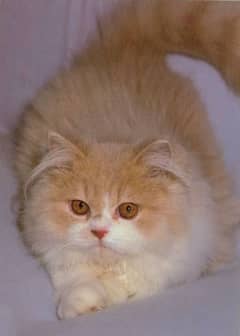 bi color Persian female cat heavy furrr